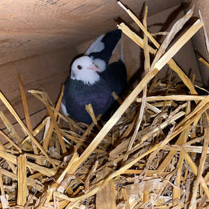 Meet your Posher, Valerie